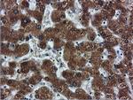 FDFT1 Antibody in Immunohistochemistry (Paraffin) (IHC (P))