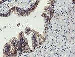 FDFT1 Antibody in Immunohistochemistry (Paraffin) (IHC (P))