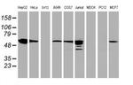 FDFT1 Antibody in Western Blot (WB)