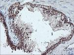 PDE4B Antibody in Immunohistochemistry (Paraffin) (IHC (P))