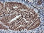 PDE4B Antibody in Immunohistochemistry (Paraffin) (IHC (P))