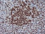 PDE4B Antibody in Immunohistochemistry (Paraffin) (IHC (P))