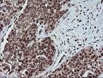 PDE4B Antibody in Immunohistochemistry (Paraffin) (IHC (P))