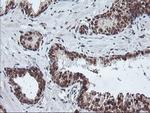 PDE4B Antibody in Immunohistochemistry (Paraffin) (IHC (P))