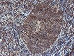 PDE4B Antibody in Immunohistochemistry (Paraffin) (IHC (P))