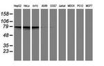 PDE4B Antibody in Western Blot (WB)