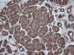 PNPO Antibody in Immunohistochemistry (Paraffin) (IHC (P))