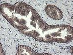 PNPO Antibody in Immunohistochemistry (Paraffin) (IHC (P))