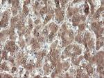 PNPO Antibody in Immunohistochemistry (Paraffin) (IHC (P))