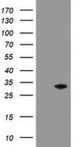 PNPO Antibody in Western Blot (WB)