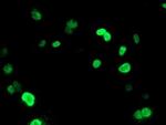 UNG Antibody in Immunocytochemistry (ICC/IF)