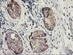 DAND5 Antibody in Immunohistochemistry (Paraffin) (IHC (P))