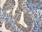 DAND5 Antibody in Immunohistochemistry (Paraffin) (IHC (P))