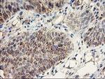 DAND5 Antibody in Immunohistochemistry (Paraffin) (IHC (P))