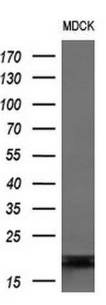 DAND5 Antibody in Western Blot (WB)