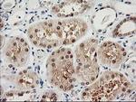 PSMB4 Antibody in Immunohistochemistry (Paraffin) (IHC (P))