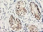 PSMB4 Antibody in Immunohistochemistry (Paraffin) (IHC (P))