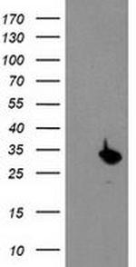 PSMB4 Antibody in Western Blot (WB)