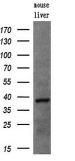 UNG Antibody in Western Blot (WB)