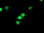 CDKN3 Antibody in Immunocytochemistry (ICC/IF)