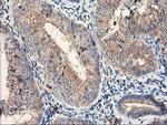 CDKN3 Antibody in Immunohistochemistry (Paraffin) (IHC (P))