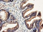 CDKN3 Antibody in Immunohistochemistry (Paraffin) (IHC (P))