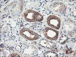 CDKN3 Antibody in Immunohistochemistry (Paraffin) (IHC (P))