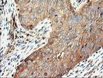 CDKN3 Antibody in Immunohistochemistry (Paraffin) (IHC (P))