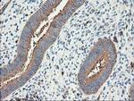 CDKN3 Antibody in Immunohistochemistry (Paraffin) (IHC (P))