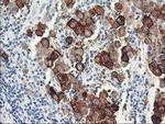 DPP10 Antibody in Immunohistochemistry (Paraffin) (IHC (P))