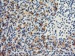 DPP10 Antibody in Immunohistochemistry (Paraffin) (IHC (P))