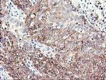 CNDP2 Antibody in Immunohistochemistry (Paraffin) (IHC (P))