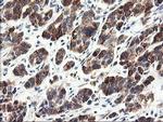 CNDP2 Antibody in Immunohistochemistry (Paraffin) (IHC (P))