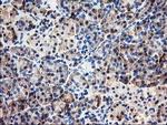 CNDP2 Antibody in Immunohistochemistry (Paraffin) (IHC (P))