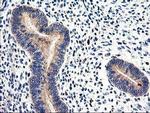 CNDP2 Antibody in Immunohistochemistry (Paraffin) (IHC (P))