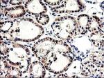 CNDP2 Antibody in Immunohistochemistry (Paraffin) (IHC (P))