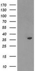 PIG3 Antibody in Western Blot (WB)