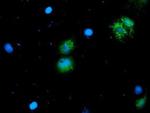 ALS2CR1 Antibody in Immunocytochemistry (ICC/IF)