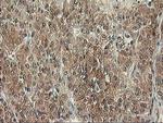 ALS2CR1 Antibody in Immunohistochemistry (Paraffin) (IHC (P))