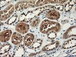 ALS2CR1 Antibody in Immunohistochemistry (Paraffin) (IHC (P))