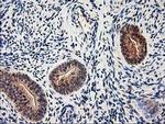 ALS2CR1 Antibody in Immunohistochemistry (Paraffin) (IHC (P))