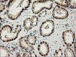 ALS2CR1 Antibody in Immunohistochemistry (Paraffin) (IHC (P))