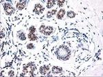 ALS2CR1 Antibody in Immunohistochemistry (Paraffin) (IHC (P))