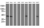 ALS2CR1 Antibody in Western Blot (WB)