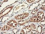 RbAp46 Antibody in Immunohistochemistry (Paraffin) (IHC (P))