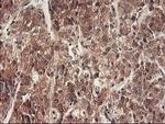 RbAp46 Antibody in Immunohistochemistry (Paraffin) (IHC (P))