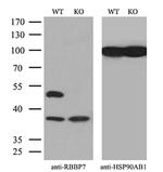 RbAp46 Antibody in Western Blot (WB)