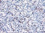 Calponin 2 Antibody in Immunohistochemistry (Paraffin) (IHC (P))