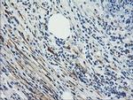 Calponin 2 Antibody in Immunohistochemistry (Paraffin) (IHC (P))