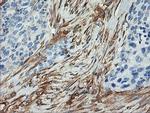 Calponin 2 Antibody in Immunohistochemistry (Paraffin) (IHC (P))